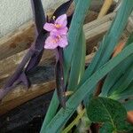 Tradescantia × andersoniana Flower