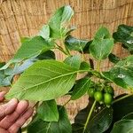 Cordia subcordata Φύλλο