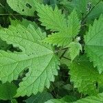 Girardinia diversifolia Blatt