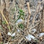 Dicliptera napierae Lehti