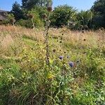 Echinops bannaticus Hábito