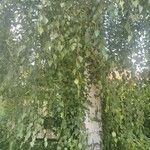 Betula pendulaBlatt