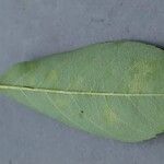 Amelanchier canadensis Leaf