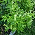 Ocimum basilicum Vekstform