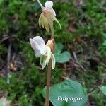 Epipogium aphyllum Blomma