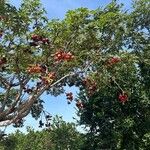 Sterculia foetida Frukto