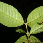 Quiina macrophylla Frunză