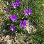 Viola calcarataFlower