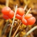 Ephedra distachya Gyümölcs