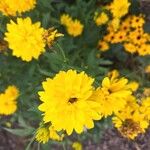 Rudbeckia laciniataLorea