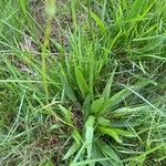 Scorzonera humilis Libunga