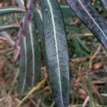 Euphorbia lathyris Leaf