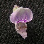 Rostellularia diffusa 花