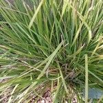 Lomandra longifolia Hoja