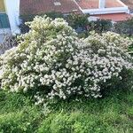 Crassula ovata Habit