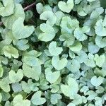 Centella asiatica Folha