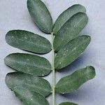 Caragana arborescens List