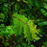 Tessmannia anomala Hoja
