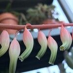 Gasteria disticha Flower