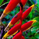 Heliconia rostrata Fruit