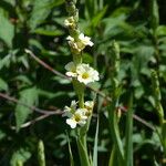 Sisyrinchium striatum Flower