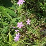 Geranium asphodeloides Кветка