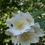 Philadelphus coronarius Flower
