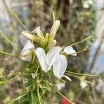 Cleome gynandra Flower
