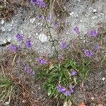 Campanula sibirica Habitus