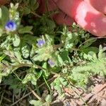 Veronica triphyllos Leaf