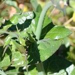 Sonchus oleraceus Листок