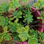 Sedum palmeriЛист