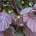 Corylus maxima Blad