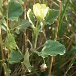 Malvella leprosa Habit