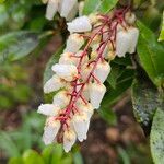 Pieris japonica Flower