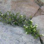 Phyllodoce glanduliflora Habitat