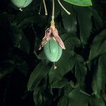 Passiflora laurifolia ফল