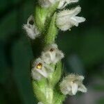 Goodyera repens Цветок