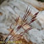 Chrysopogon gryllus Fruit