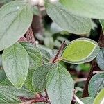 Cotoneaster franchetii পাতা