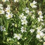 Stellaria holosteaFlower