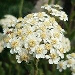 Achillea lingulata Flor