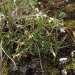 Carex esenbeckii Habit