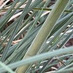 Cortaderia selloana (Écorce)