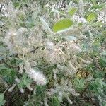 Salix atrocinerea List