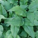 Persicaria amplexicaulis Leaf