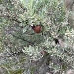 Artemisia tridentata Liść