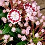 Kalmia latifolia Fiore