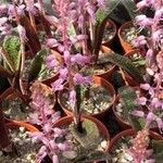 Lachenalia orchioides Flower