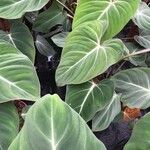 Philodendron gloriosum List